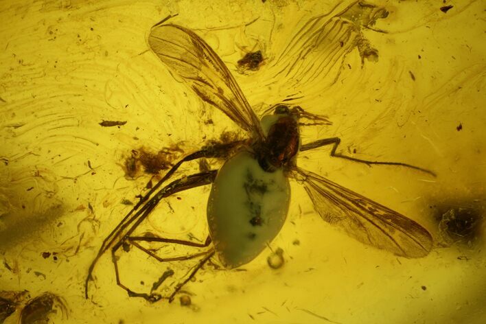 Two Detailed Fossil Flies (Diptera) In Baltic Amber #139012